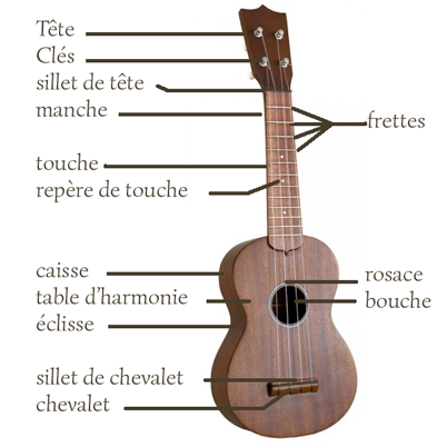 anatomie_ukulélél